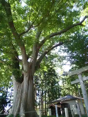 六所神社の自然