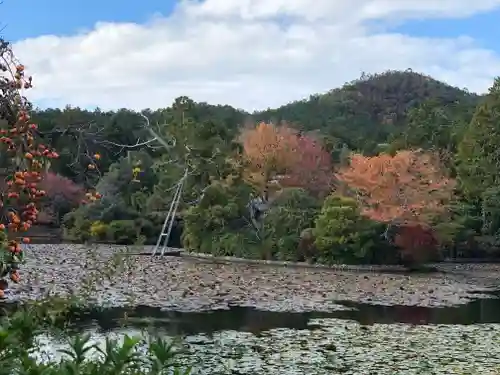 龍安寺の庭園