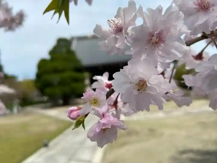 妙顯寺(妙顕寺)の自然