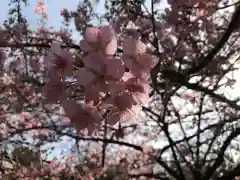 新井薬師（梅照院）の自然