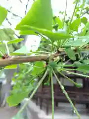 賀羅加波神社の自然