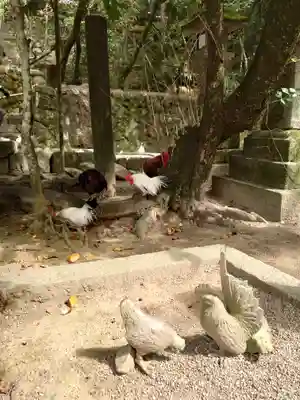 石上神宮の動物