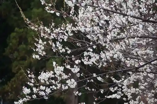 隠津島神社の自然