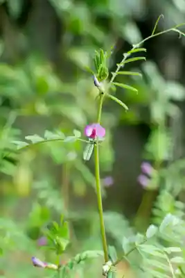 正安寺(神奈川県)