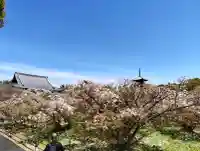 仁和寺の{uncategorized: "未分類", other: "その他", undefined: "問題あり", building: "その他建物", grave: "お墓", sacred_gate: "鳥居", guardian: "狛犬", statue: "像", buddha: "仏像", history: "歴史", nature: "自然", garden: "庭園", animal: "動物", pagoda: "塔", temizu: "手水舎", mountain_gate: "山門・神門", sanctuary: "本殿・本堂", subordinate: "末社・摂社", art: "芸術", scenery: "景色", jizo: "地蔵", ema: "絵馬", goshuin: "御朱印", omikuji: "おみくじ", items: "授与品その他", amulet: "お守り", goshuincho: "御朱印帳", eats: "食事", festival: "お祭り", votive_dance: "神楽", shichigosan: "七五三参", wedding: "結婚式", experience: "体験その他", initially: "初詣", around: "周辺", anti_infection: "感染症対策"}