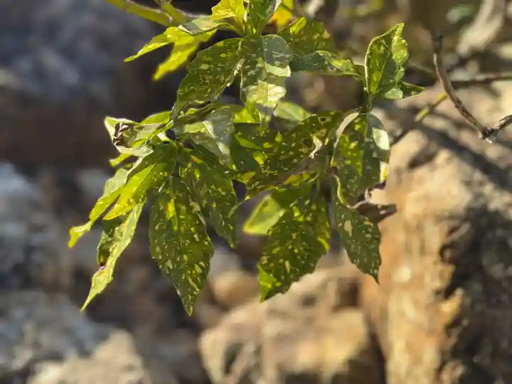 西方山極楽寺(岐阜県)
