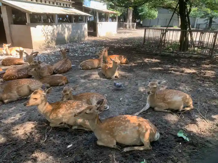 三嶋大社の動物