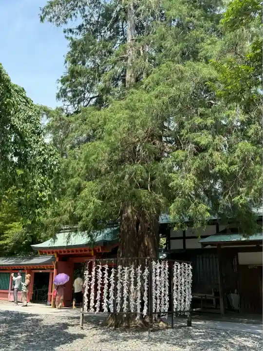 富士山本宮浅間大社(静岡県)