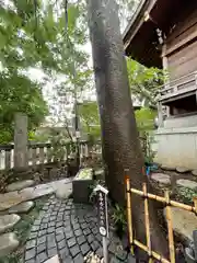 行田八幡神社の建物その他