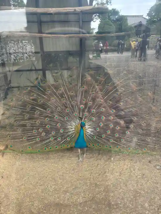 岩槻久伊豆神社(埼玉県)