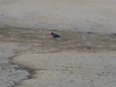 厳島神社(広島県)
