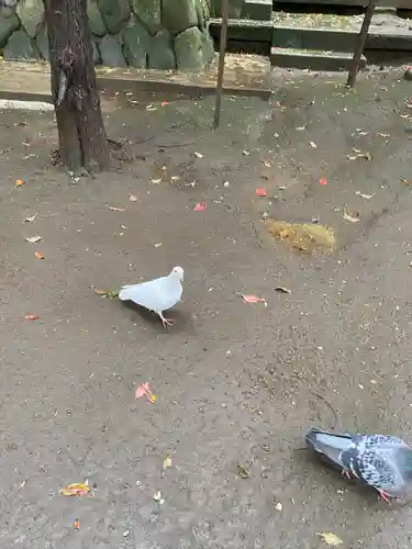鶴嶺八幡宮の動物