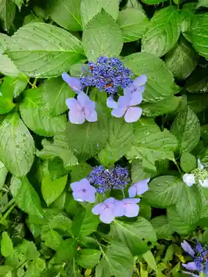 浄妙寺(神奈川県)