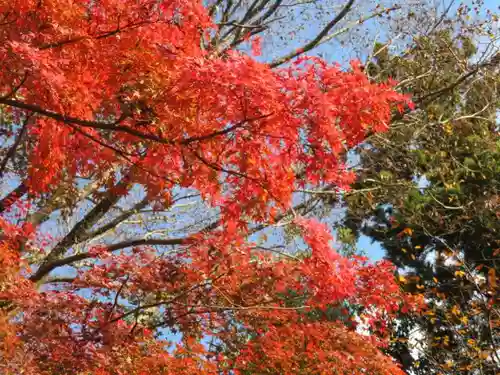 深大寺の自然