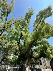 杭全神社(大阪府)