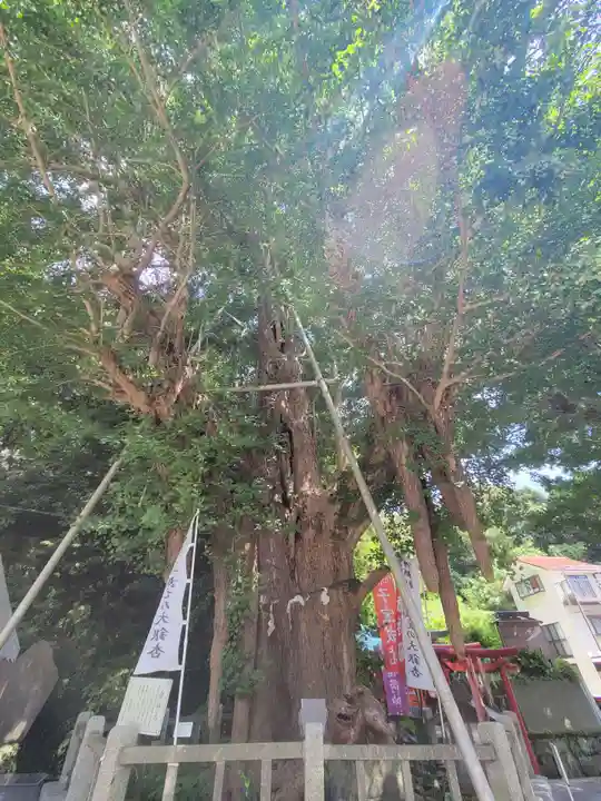 海南神社の自然