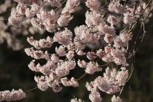 宇賀神さまの庭園