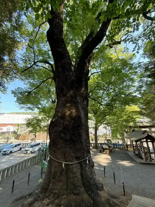 五所神社の{uncategorized: "未分類", other: "その他", undefined: "問題あり", building: "その他建物", grave: "お墓", sacred_gate: "鳥居", guardian: "狛犬", statue: "像", buddha: "仏像", history: "歴史", nature: "自然", garden: "庭園", animal: "動物", pagoda: "塔", temizu: "手水舎", mountain_gate: "山門・神門", sanctuary: "本殿・本堂", subordinate: "末社・摂社", art: "芸術", scenery: "景色", jizo: "地蔵", ema: "絵馬", goshuin: "御朱印", omikuji: "おみくじ", items: "授与品その他", amulet: "お守り", goshuincho: "御朱印帳", eats: "食事", festival: "お祭り", votive_dance: "神楽", shichigosan: "七五三参", wedding: "結婚式", experience: "体験その他", initially: "初詣", around: "周辺", anti_infection: "感染症対策"}