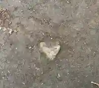 鹿嶋神社のその他建物