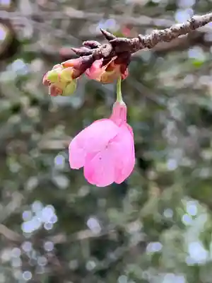 櫻木神社(千葉県)