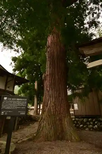 白川八幡神社(岐阜県)