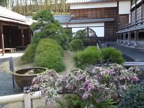 妙蓮寺の庭園