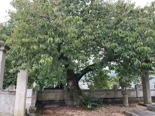 国分寺(愛媛県)