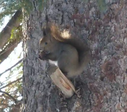 留辺蘂神社の動物