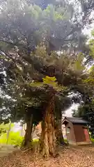 伊牟移神社(福井県)