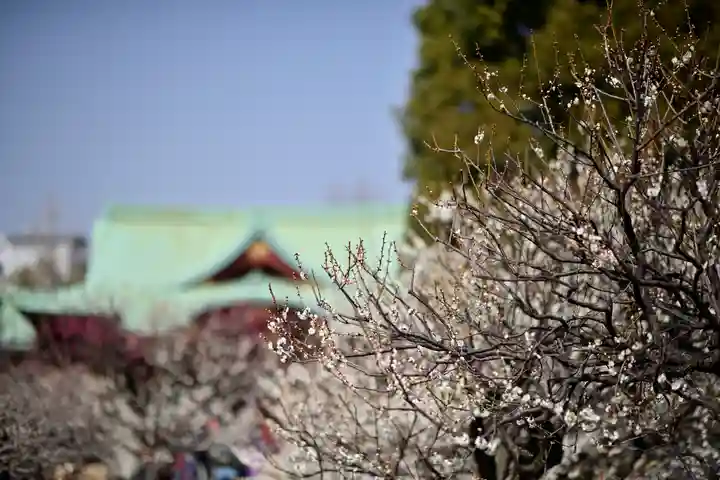 亀戸天神社の自然