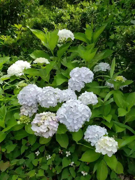 白金氷川神社(東京都)