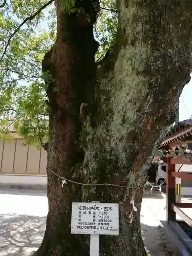 香椎神社の自然