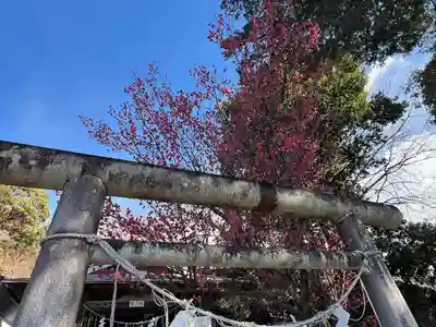 賀茂別雷神社(栃木県)