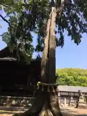 小池神社の建物その他