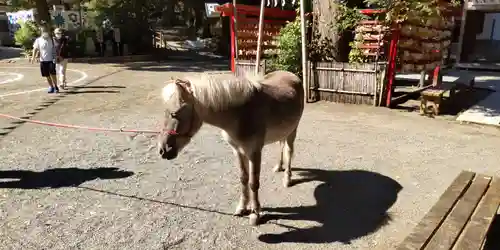 平塚八幡宮の動物