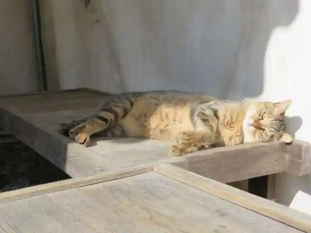 梅宮大社(京都府)