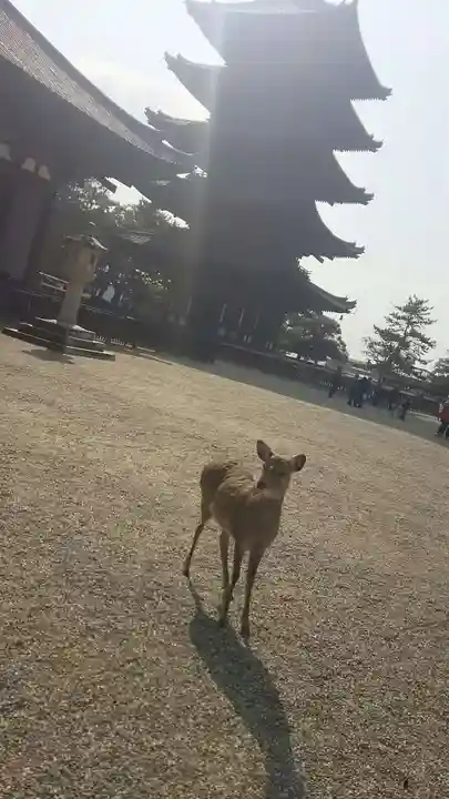 興福寺の動物