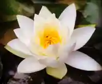 真言宗 善通寺派 薬王寺の自然