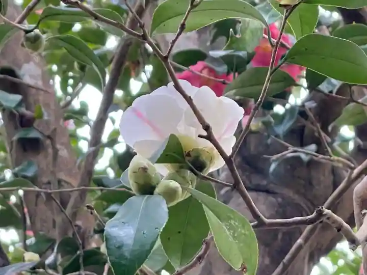 浄得寺(三重県)