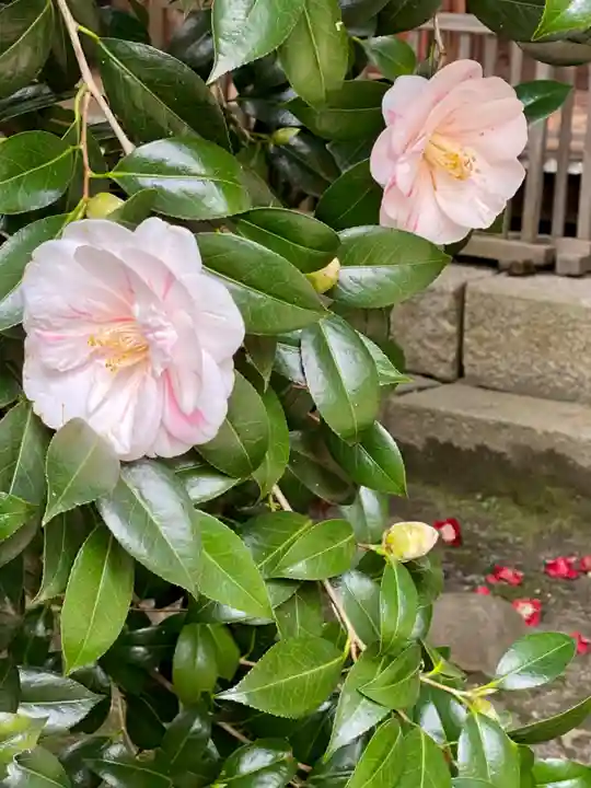 霊鑑寺門跡の自然