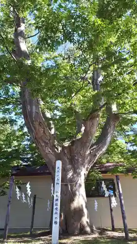 仁木神社の自然