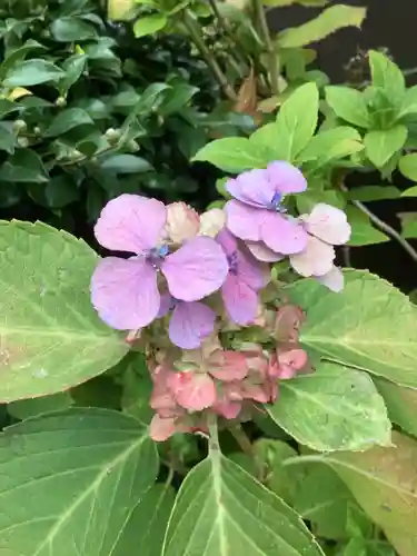 八幡社（松原八幡社）の自然