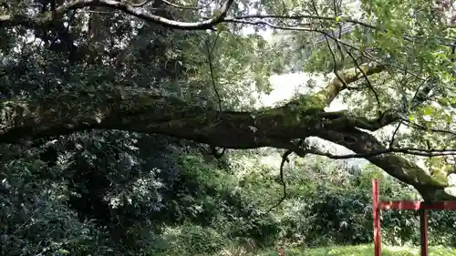 八大龍王水神の自然