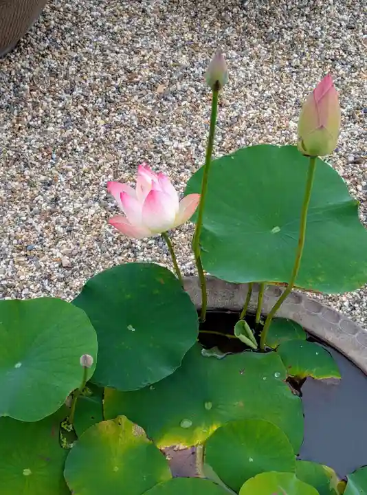 喜光寺(奈良県)