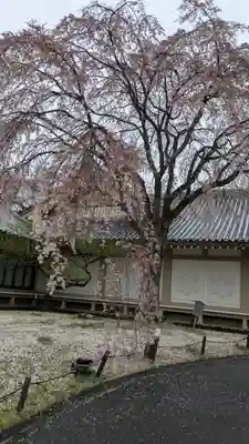 醍醐寺(京都府)