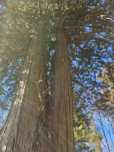 新倉富士浅間神社(山梨県)