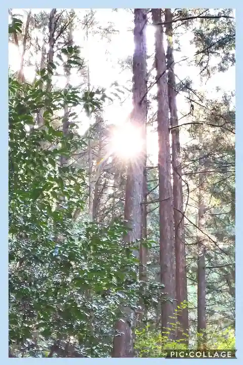 上一宮大粟神社の自然