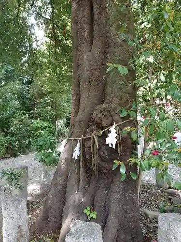 所澤神明社の自然