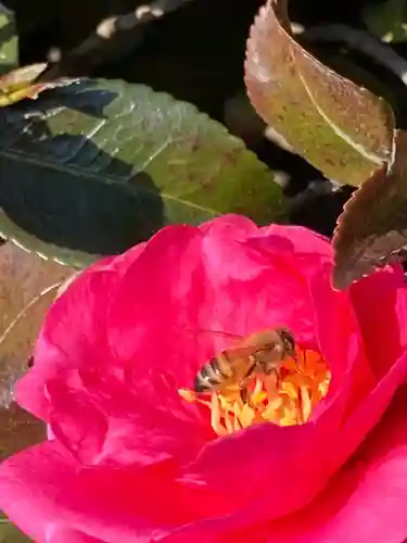 遍照寺の庭園