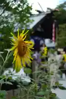 東京大神宮(東京都)